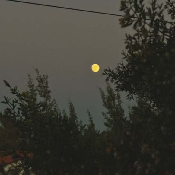 Meet your Posher, Shelby - Picture 1 of 1